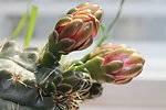 仙人掌花