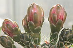 仙人掌花