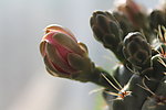仙人掌花
