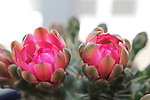 仙人掌花