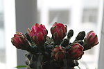 仙人掌花
