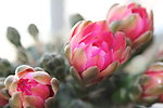仙人掌花