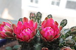仙人掌花