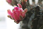 仙人掌花