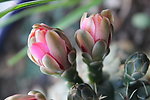 仙人掌花