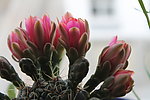 仙人掌花