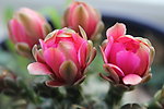 仙人掌花