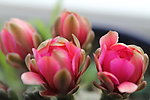 仙人掌花