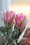 仙人掌花
