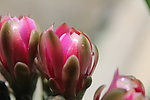 仙人掌花