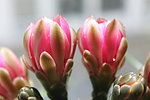 仙人掌花