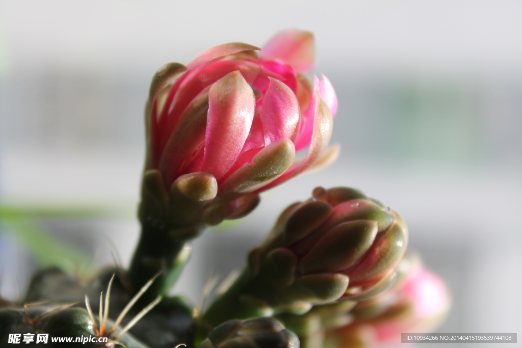 仙人掌花
