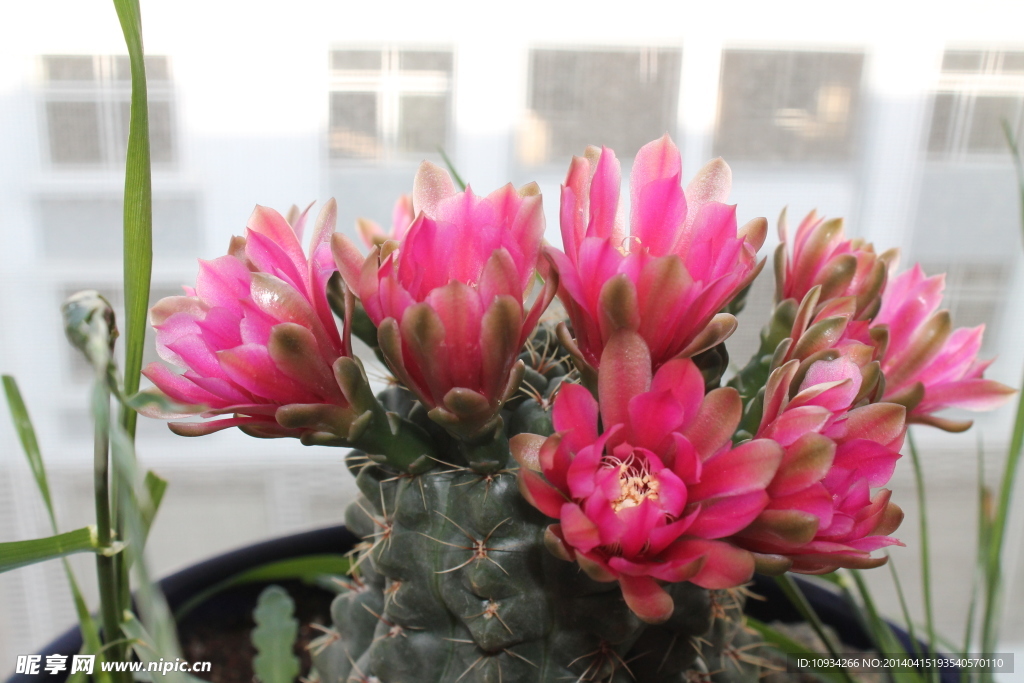 仙人掌花