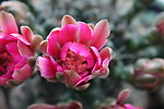 仙人掌花