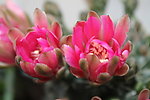 仙人掌花