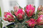 仙人掌花