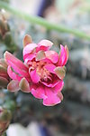 仙人掌花
