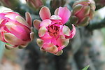 仙人掌花