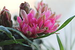 仙人掌花