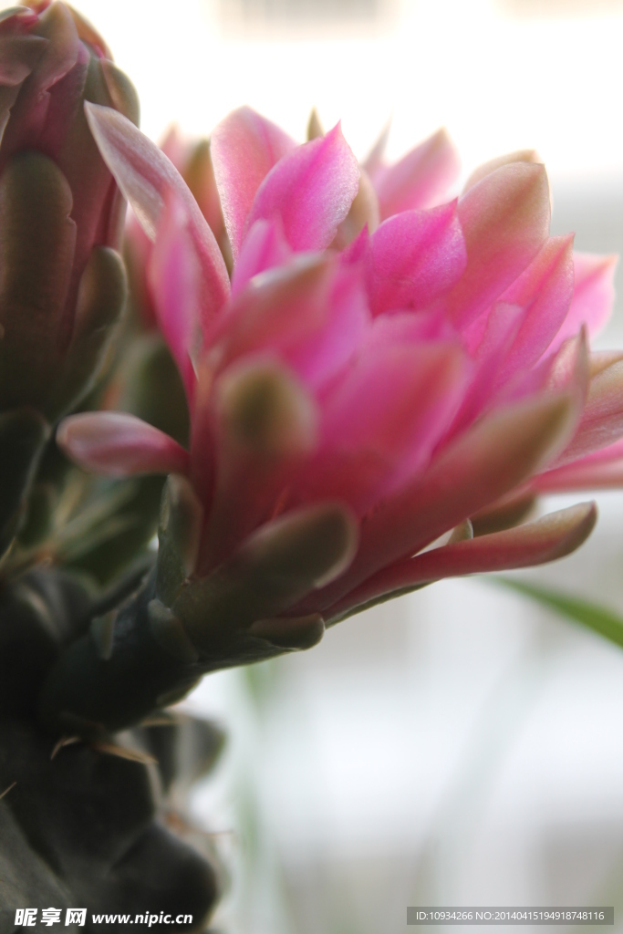 仙人掌花