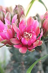 仙人掌花