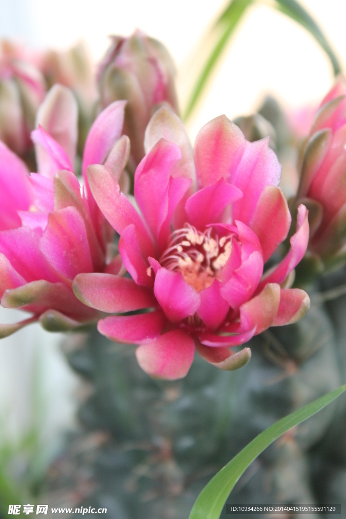 仙人掌花