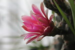 仙人掌花