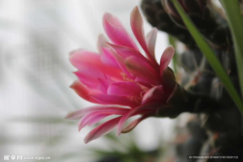 仙人掌花