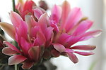 仙人掌花