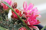 仙人掌花