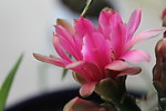 仙人掌花