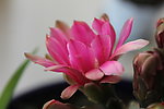 仙人掌花