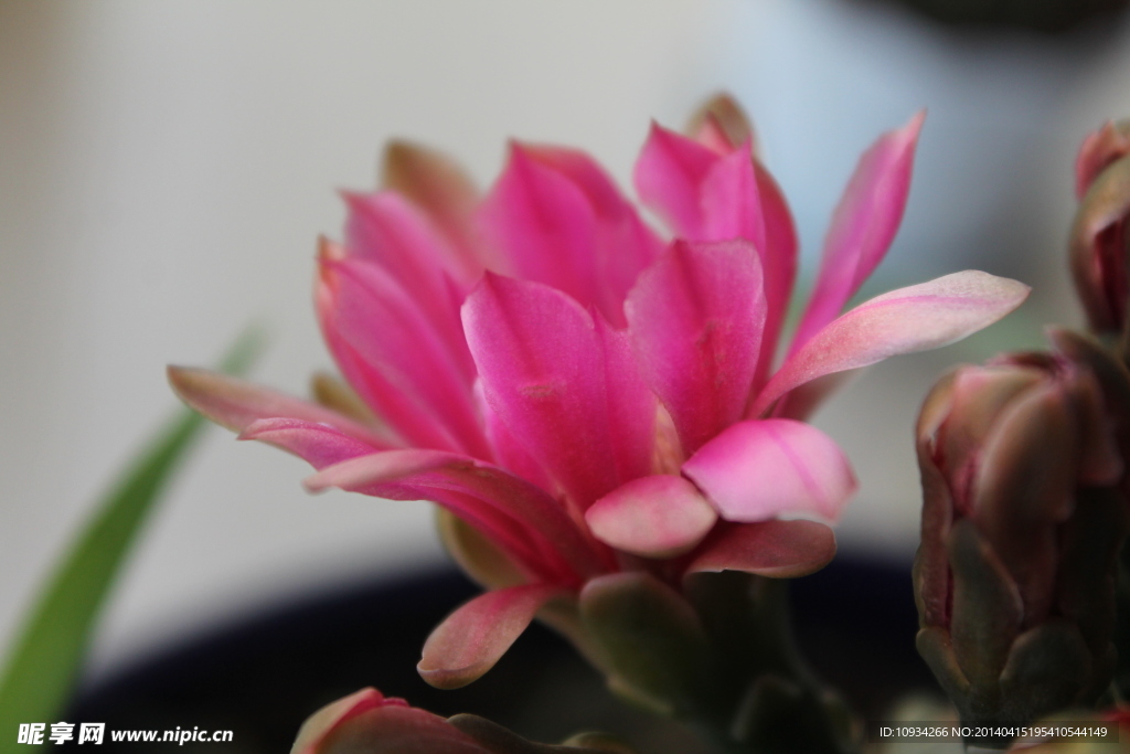 仙人掌花