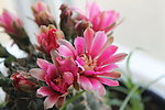 仙人掌花