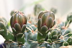 仙人掌花