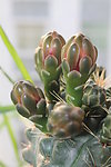 仙人掌花