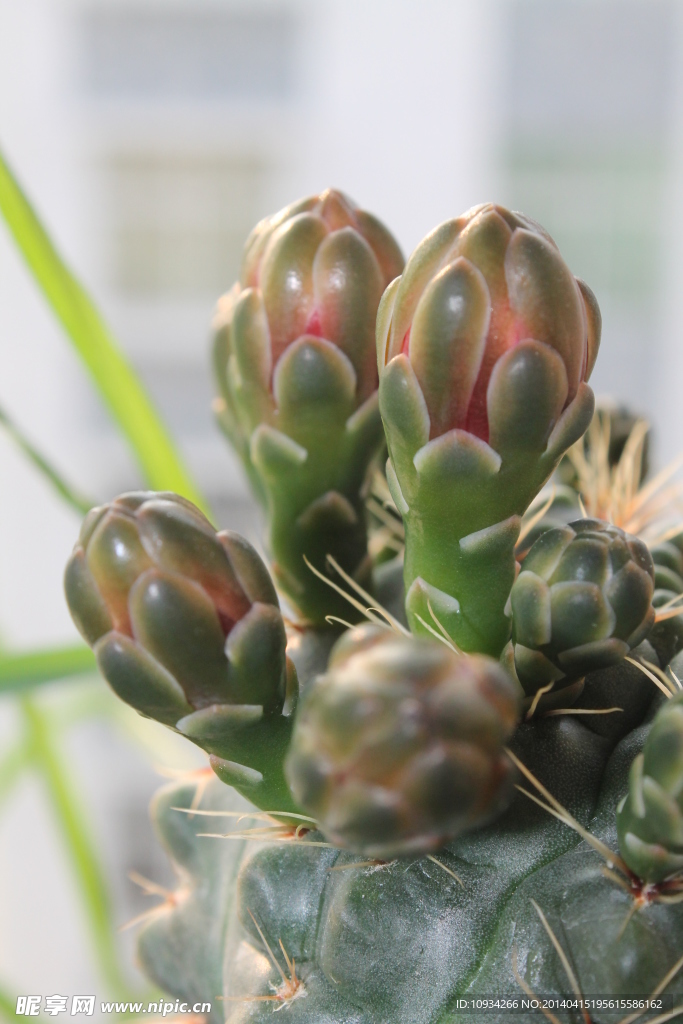 仙人掌花