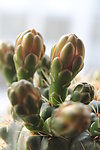 仙人掌花