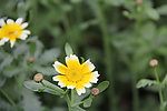 菜花