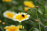 菜花