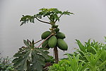 木瓜