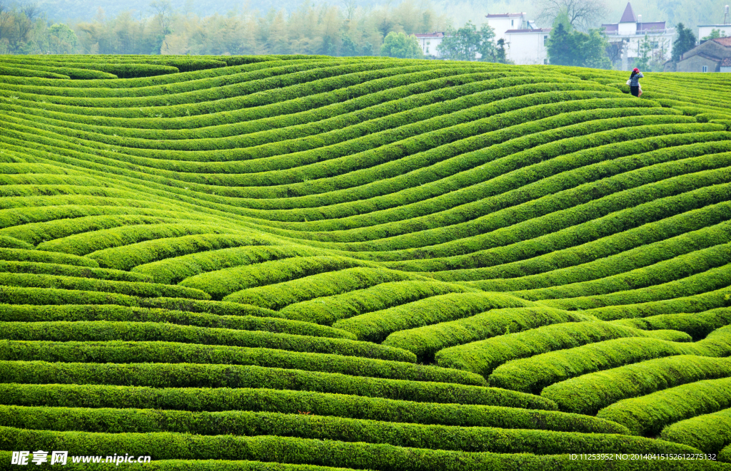 茶山