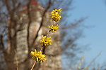 花草