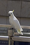 鹦鹉