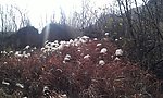 芦苇荡