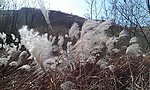 芦苇荡