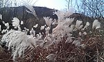 芦苇荡