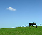 草地上的马
