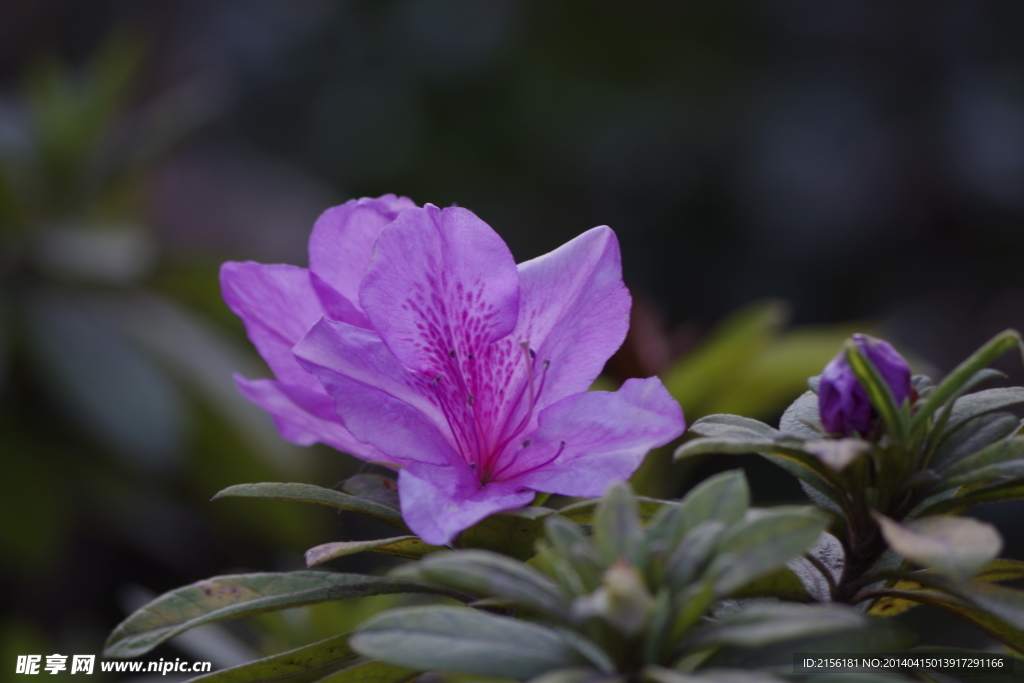 花草