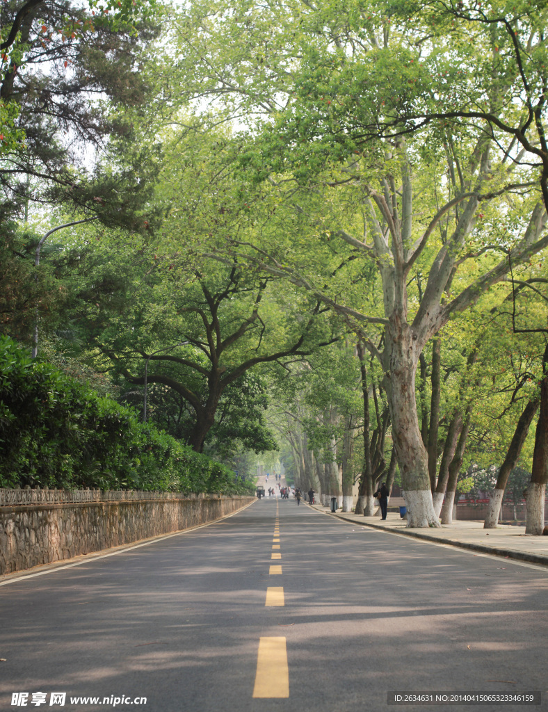 武汉大学校园路